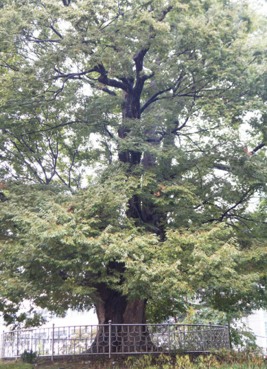 화양동은 700년 전통을 자랑하는 700년 전통을 자랑하는 느티나무(서울특별시 기념물 제2호로 지정)가 있다.