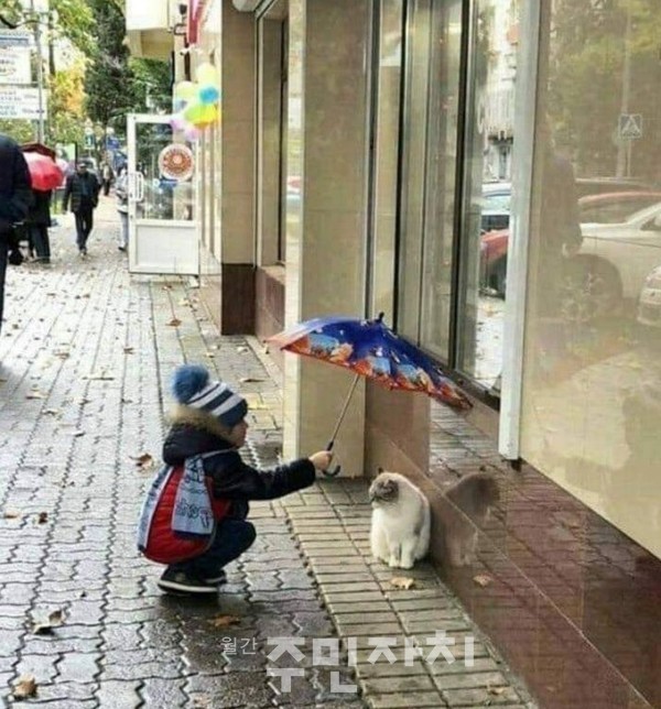 고양이에게 우산을 씌어주는 한 소년의 모습. 사진=온라인커뮤니티